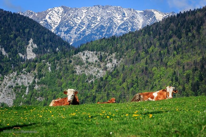 3-Day Tour from Bucharest: Transylvania Villages and Medieval Towns - Where this tour shines (and where you should set expectations)