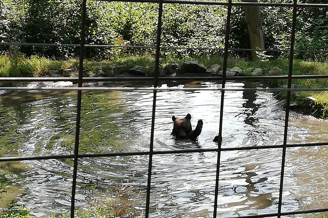 Bear Sanctuary and Dracula's Castle, 1-day Private Tour - The drive, pacing, and comfort breaks that make or break the day