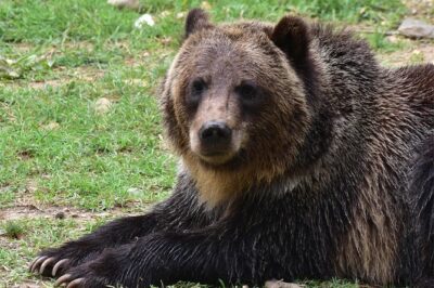 Bear Sanctuary and Dracula's Castle, 1-day Private Tour - Bran Castle, aka Dracula’s Castle: what you’re really touring