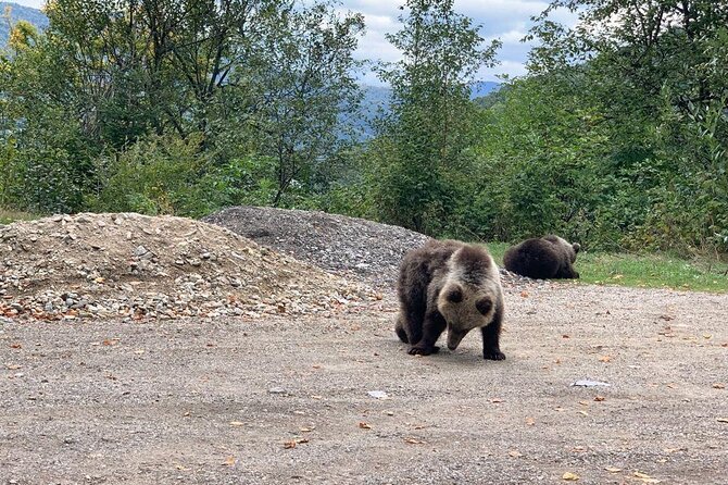 Bear Sanctuary & Rasnov Fortress - Private day tour from Bucharest - The 7:30 am start: how the drive shapes the day