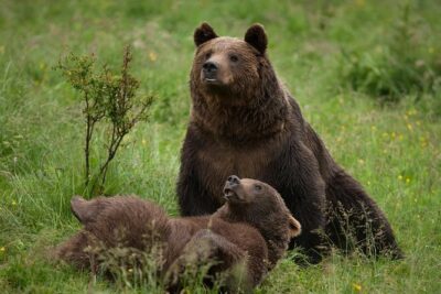 Bear Sanctuary & Rasnov Fortress - Private day tour from Bucharest - Price and logistics: what you pay for (and why it’s not random)