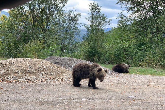 Bear Sanctuary & Rasnov Fortress - Private day tour from Bucharest - Rasnov Citadel: German-founded town, Ottoman-era defenses, big views