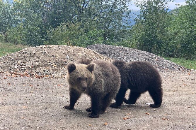 Bear Sanctuary & Rasnov Fortress - Private day tour from Bucharest - The drive plus your guide: where this tour often wins