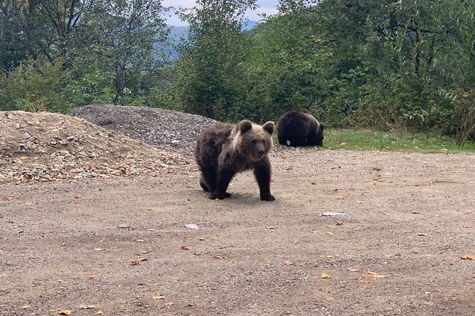Bear Sanctuary & Rasnov Fortress - Private day tour from Bucharest - Lunch gap: planning it without stressing