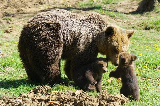 Bear Sanctuary & Rasnov Fortress - Private day tour from Bucharest - What the day feels like in real time (so you can judge fit)