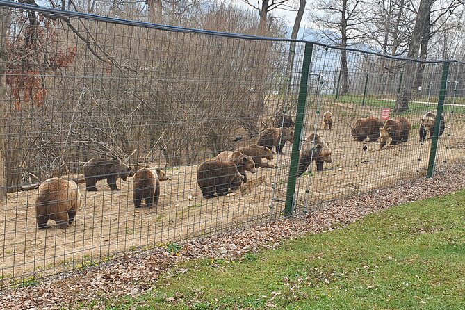 Bears Sanctuary, Dracula Castle and Brasov City - Full Day Trip from Bucharest - Liberty Bear Sanctuary Zarnesti: the rescue-story visit that hits