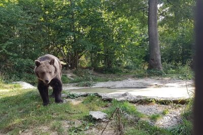 Bears Sanctuary, Dracula Castle and Brasov City - Full Day Trip from Bucharest - Transportation, timing, and comfort between the stops
