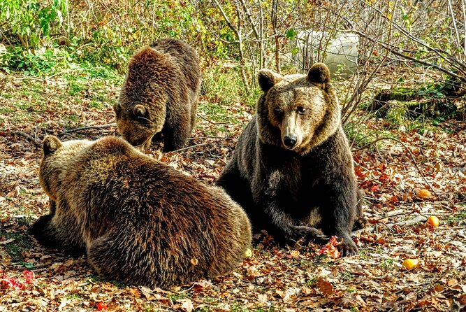 Bears Sanctuary, Dracula's Castle and Brașov City - Private Tour - Libearty Bear Sanctuary near Zărnești: rescued bears and what you’ll actually learn