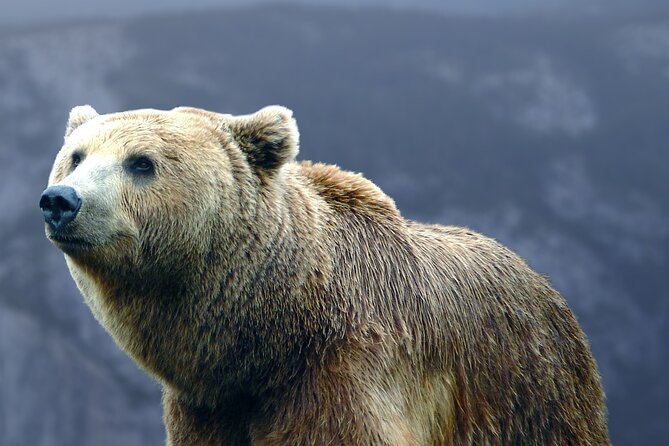 Bears Sanctuary, Dracula's Castle, Brasov Day Trip Private Tour from Bucharest - Why this Bear Sanctuary–Bran–Brasov combo makes sense from Bucharest