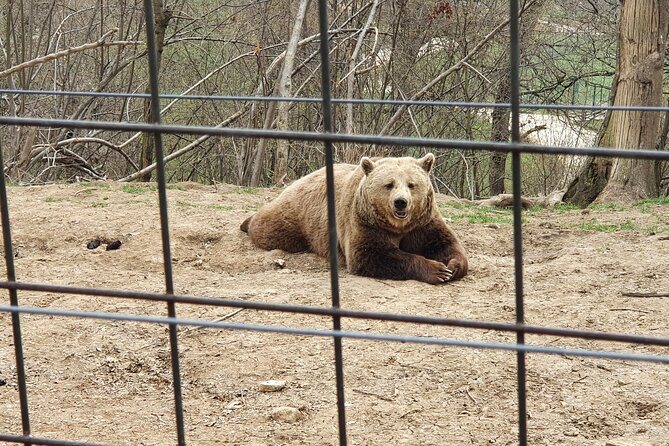 Bears Sanctuary, Dracula's Castle, Brasov Day Trip Private Tour from Bucharest - Price and value: what $307.56 really buys you