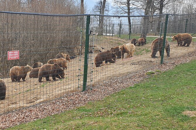 Bears Sanctuary, Dracula's Castle, Brasov Day Trip Private Tour from Bucharest - Who this private tour is best for