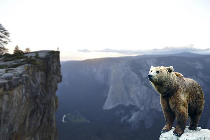 Bears Sanctuary, Dracula's Castle, Brasov Day Trip Private Tour from Bucharest - Bear Sanctuary Zarnesti: what the close-up experience is really like