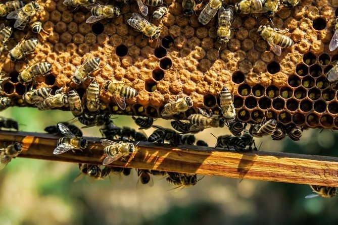 Beekeeping Day Trip| Private Guided Tour from Bucharest - The apiary lesson: bee behavior comes first
