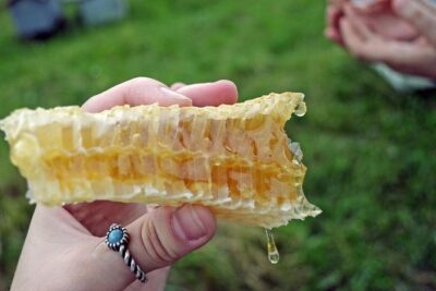 Beekeeping Day Trip| Private Guided Tour from Bucharest - Your guide Nicolas: learning bees through real work, not a script