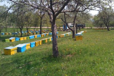 Bees Adventure in Romania - Private Day Trip from Bucharest - The Beekeeping Lesson: Bee Behavior Meets Real-World Skills