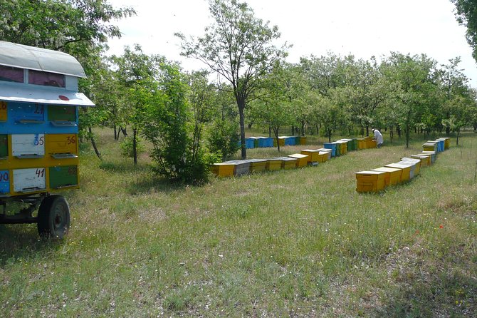 Bees Adventure in Romania - Private Day Trip from Bucharest - Pickup, Private Group Time, and Why the Price Makes Sense