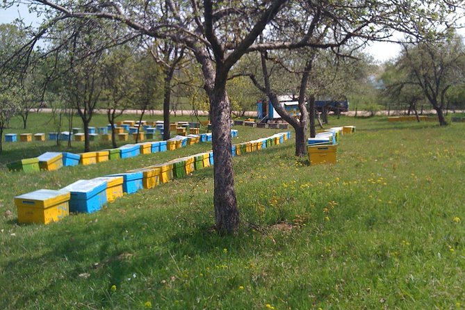 Bees Adventure in Romania - Private Day Trip from Bucharest - The Beekeeping Lesson: Bee Behavior Meets Real-World Skills