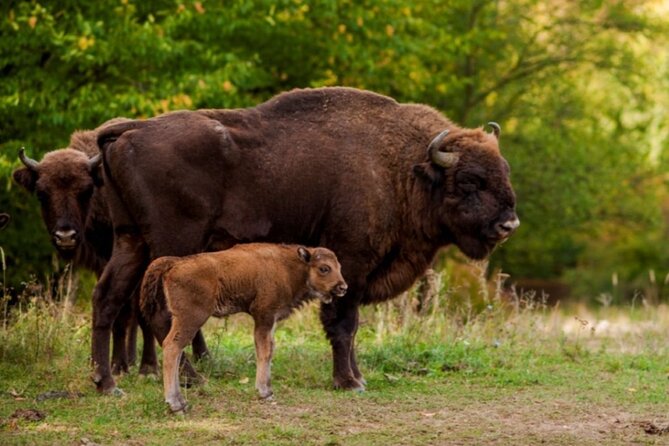 Bison Sanctuary, Vlad the Impaler Princely Court & Dracula Grave - A 9-hour mix of nature and Vlad locations near Bucharest