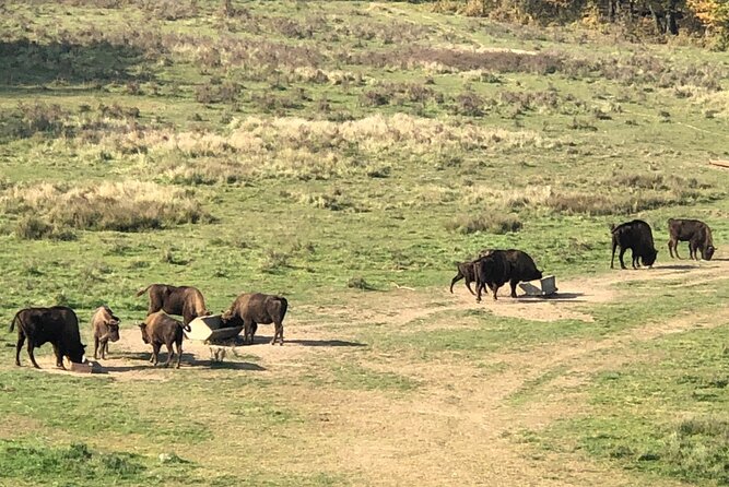 Bison Sanctuary, Vlad the Impaler Princely Court & Dracula Grave - The guide makes the difference between facts and good fun