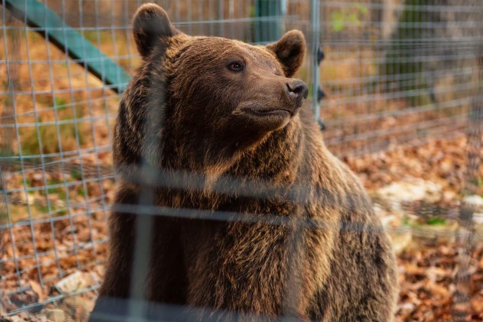 Bucharest: Bran Castle and Bear Sanctuary Small-Group Tour - Liberty Bear Sanctuary: what you’re really paying for