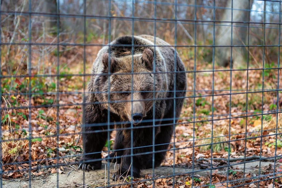 Bucharest: Bran Castle and Bear Sanctuary Small-Group Tour - Price and value: is $145 a fair deal?
