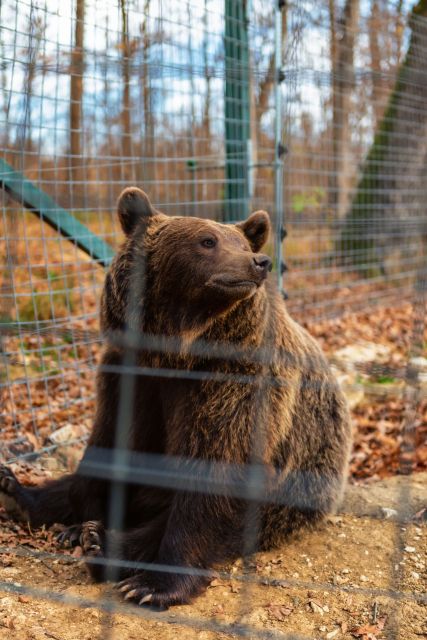 Bucharest: Bran Castle and Bear Sanctuary Small-Group Tour - Should you book this Bucharest to Bran and Bear Sanctuary tour?
