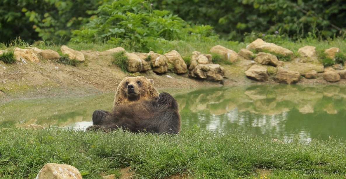 Bucharest: Day Trip to Bear Sanctuary, Bran Castle & Brasov - Should You Book This Trip?