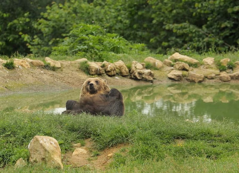 Bucharest: Day Trip to Bear Sanctuary, Bran Castle & Brasov - Libearty Bear Sanctuary Zărnești: Wildlife, Rescue, and the Teddy Bear Twist