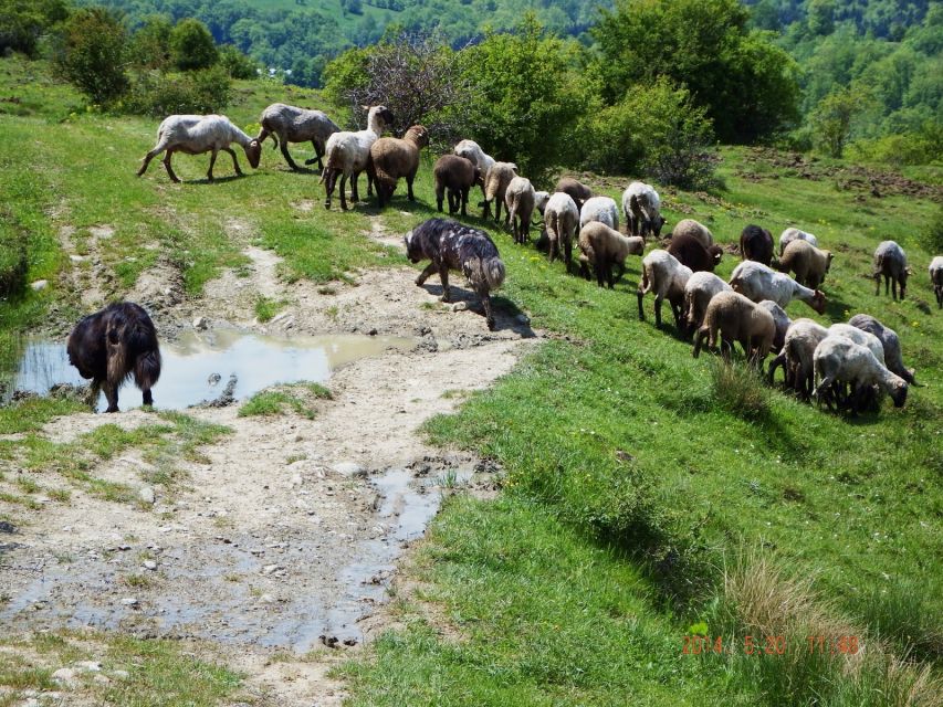 Bucharest: Slanic Salt Mine & Carpathian Mountains Day Tour - Key highlights to watch for
