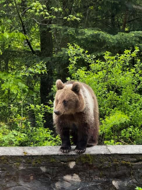Bucharest: Top Gear Road Transfagarasan Day Trip - Vidraru Dam: big engineering with a view