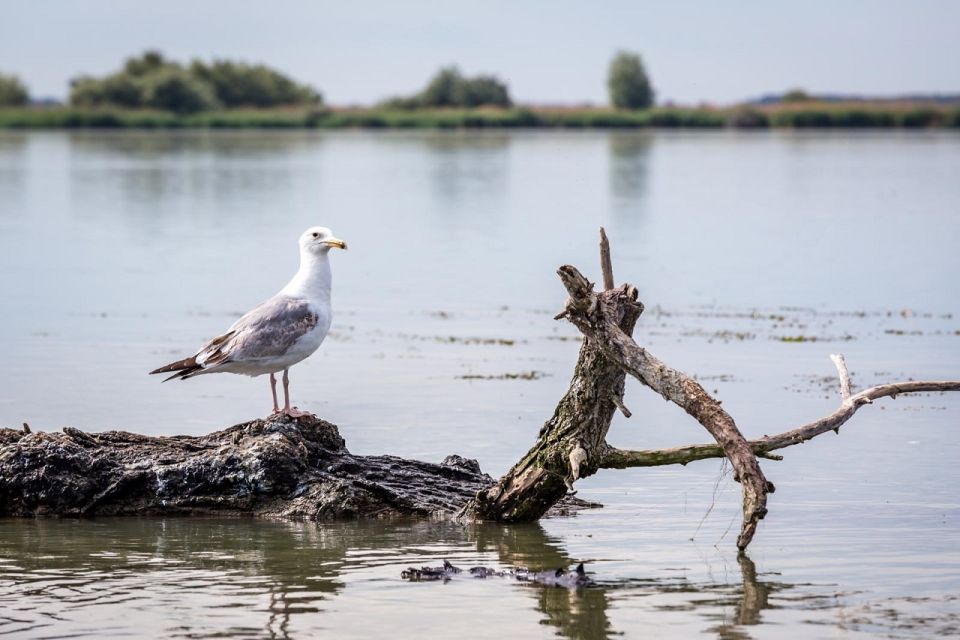 Danube Delta - 2-Day Tour from Bucharest - The boat trip: where you actually see the Danube Delta