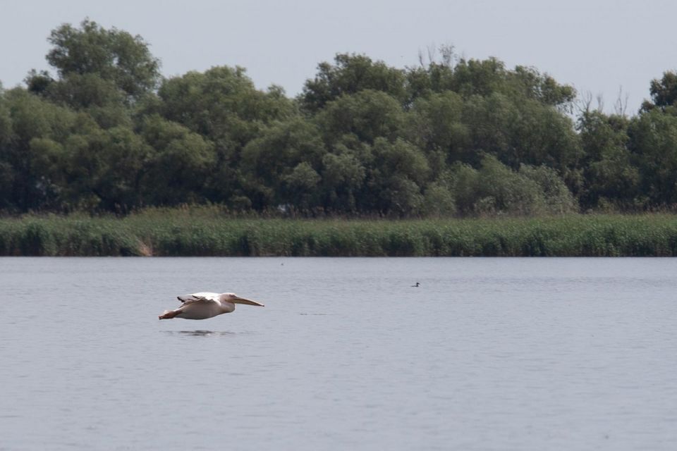 Danube Delta - 2-Day Tour from Bucharest - Guides who connect birds, culture, and the local mindset