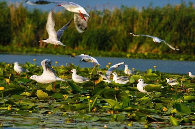Danube Delta and Black See - 2 Days Private Tour from Bucharest - Day 1: Bucharest to the Black Sea without feeling rushed