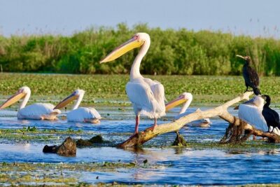 Danube Delta and Black See - 2 Days Private Tour from Bucharest - Carol I Mosque in Ovid Square: a domed architecture lesson in 45 minutes