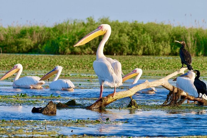 Danube Delta and Black See - 2 Days Private Tour from Bucharest - Carol I Mosque in Ovid Square: a domed architecture lesson in 45 minutes