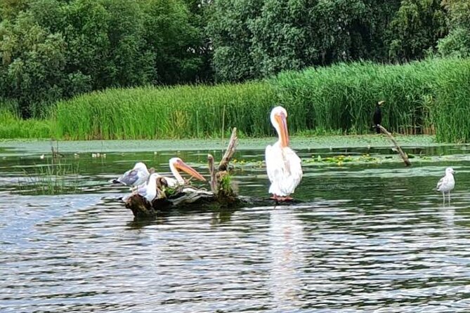 Danube Delta - Private Tour with Boat Trip & Traditional Lunch - Lunch in the Delta: Fish-Focused, Cash-Only, and How to Prepare
