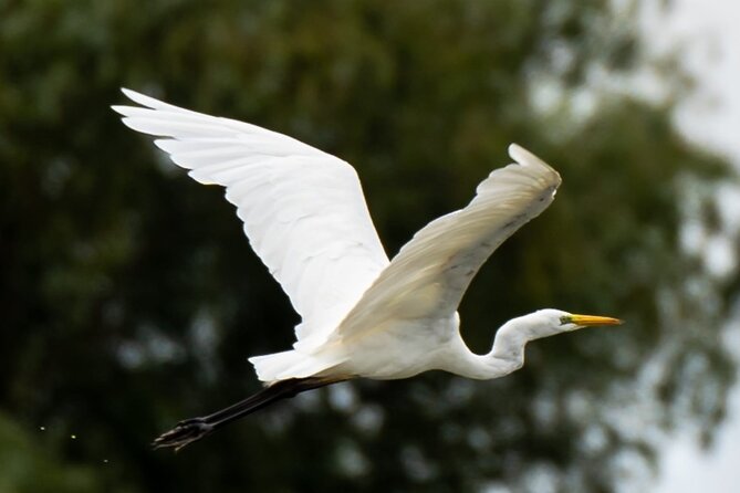 Danube Delta - Private Tour with Boat Trip & Traditional Lunch - Should You Book This Danube Delta Tour?