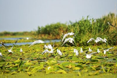 Day Trip from Bucharest to Danube Delta - The 7–8 hour drive: how to make the road time feel shorter