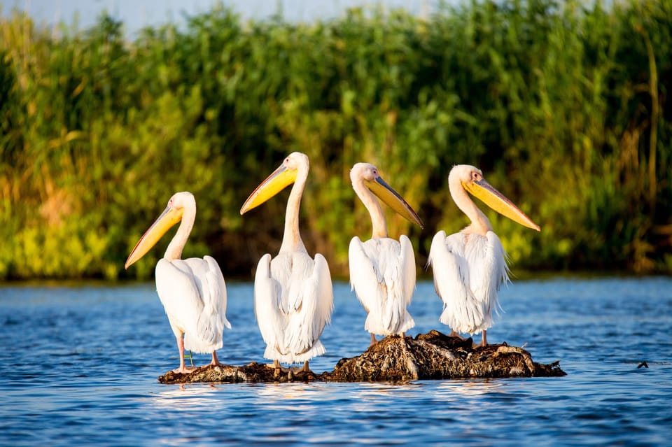 From Bucharest: Day Trip to Danube Delta - Pickup and the long-but-manageable Bucharest-to-delta drive