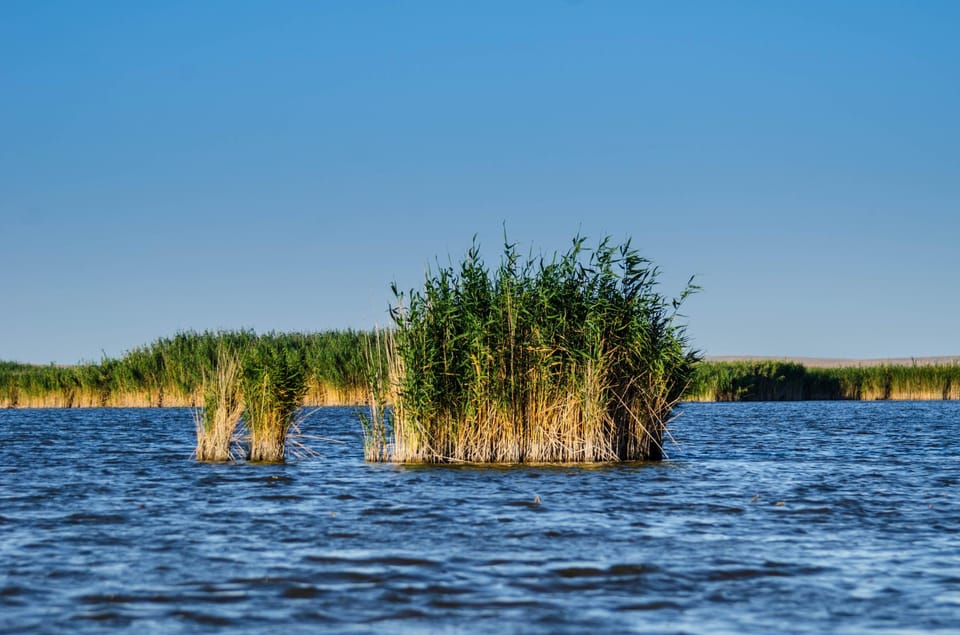 From Bucharest: Day Trip to Danube Delta - What wildlife viewing actually looks like on the water