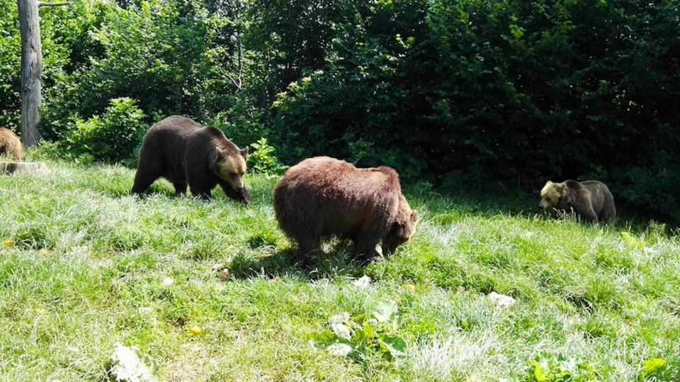 From Bucharest: Libearty Bear Sanctuary and Dracula's Castle - Bucharest to Transylvania: the Carpathians Part That Matters