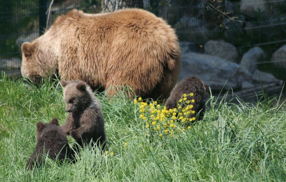 From Bucharest: Libearty Bear Sanctuary and Dracula's Castle - Bran Castle and Dracula Lore: What to Focus On