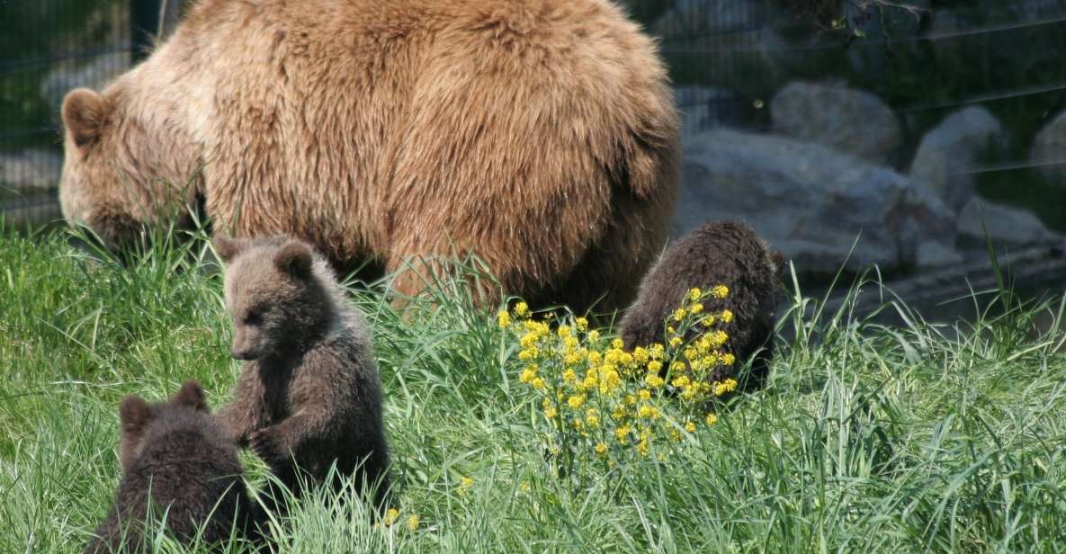From Bucharest: Libearty Bear Sanctuary and Dracula's Castle - Food Breaks in the Mountains: Plan to Eat Like You’re There
