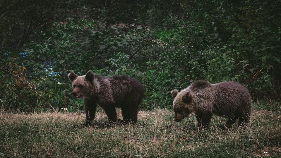 From Bucharest: Libearty Bear Sanctuary and Dracula's Castle - Price and Value: Is $159 Fair for Ten Hours?