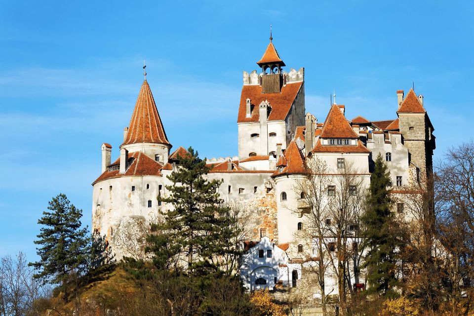 From Bucharest: Libearty Bear Sanctuary and Dracula's Castle - Libearty Bear Sanctuary: Big Forest, Serious Purpose