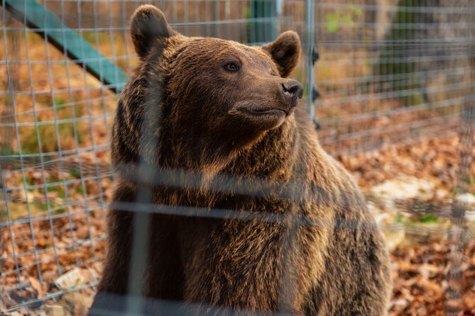 Legends&Wildlife Awaits: Dracula's Castle & Bear Sanctuary - Bran Castle: Dracula’s Castle, narrow stairs, and Vlad-the-impaler vibes
