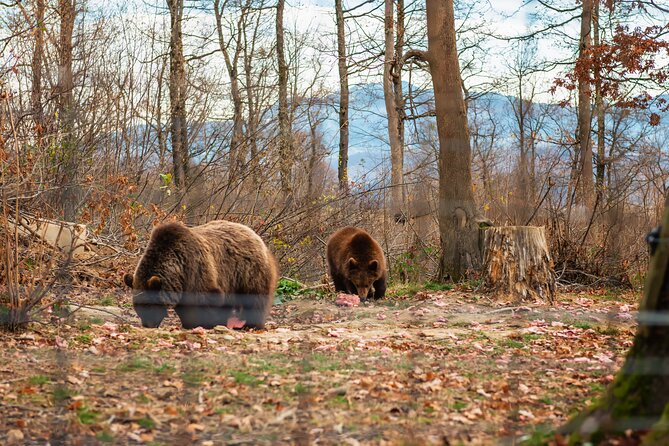 Legends&Wildlife Awaits: Dracula's Castle & Bear Sanctuary - Who this tour suits best (and who should think twice)