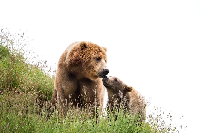 Libearty Bear Sanctuary and Dracula's Castle - Day Tour from Bucharest - The Long Bucharest-to-Transylvania Drive (and How to Survive It)