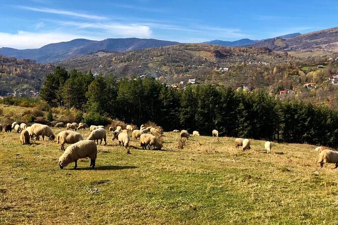 Original Carpathian Village Experience and Sinaia in one day tour - A One-Day Carpathians and Sinaia Plan That Actually Makes Sense