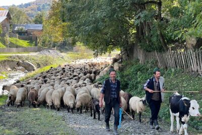 Peles castle and authentic Romanian village experience - day trip - University Square and the Palace of Parliament stop-by moments